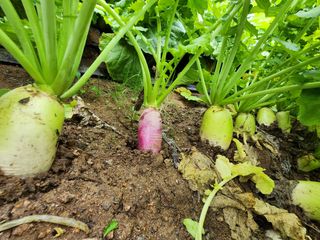 복숭아님의 자유주제 · 자유게시판 작성글 사진