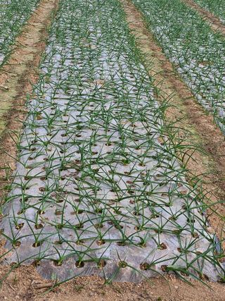 백호순(후추)님의 자유주제 · 자유게시판 작성글 사진