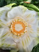 팜모닝 농사, 무엇이든 물어보세요!·참여글 게시글 이미지