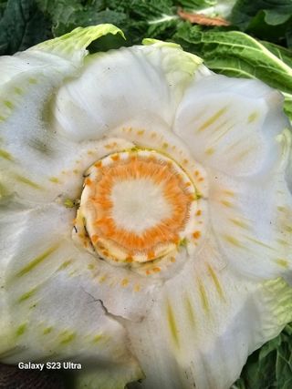 양병술님의 농사, 무엇이든 물어보세요! · 참여글 작성글 사진