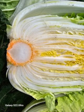 양병술님의 농사, 무엇이든 물어보세요! · 참여글 작성글 사진