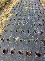 팜모닝 자유주제·자유게시판 게시글 이미지