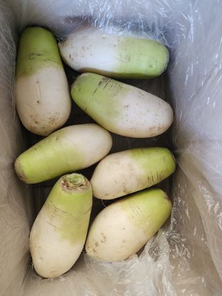 돌하루방농원(이미정님의 작성글 사진