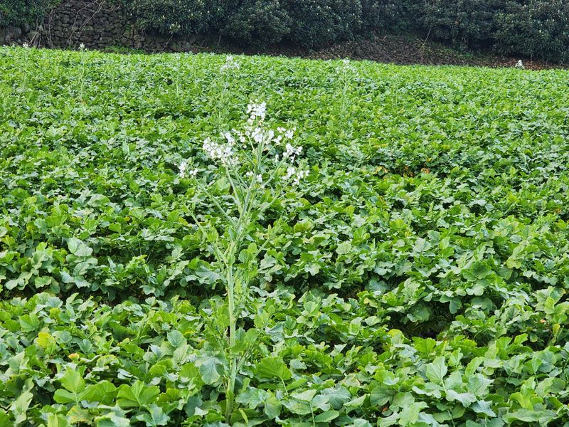 돌하루방농원(이미정님의 장터 판매 상품 [제주 월동무우 10키로] 첨부 사진