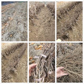 뿌리묘목농원님의 자유주제 · 자유게시판 작성글 사진