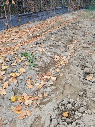 뿌리묘목농원님의 자유주제 · 자유게시판 작성글 사진