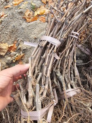 뿌리묘목농원님의 자유주제 · 자유게시판 작성글 사진