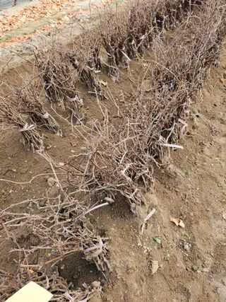 뿌리묘목농원님의 자유주제 · 자유게시판 작성글 사진