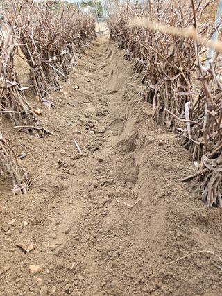 뿌리묘목농원님의 자유주제 · 자유게시판 작성글 사진