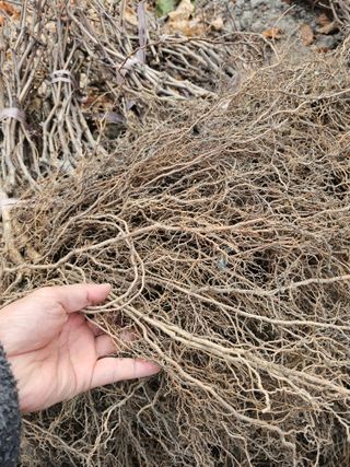 뿌리묘목농원님의 자유주제 · 자유게시판 작성글 사진