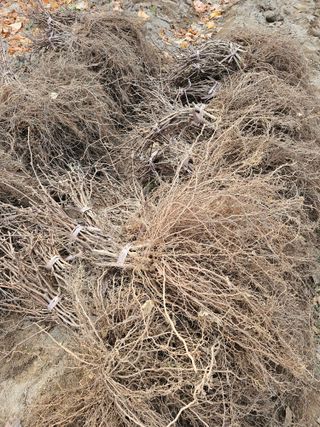 뿌리묘목농원님의 자유주제 · 자유게시판 작성글 사진