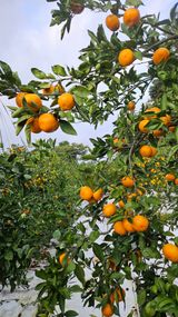 팜모닝 · 게시글 이미지