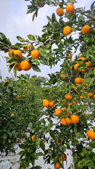 고강농원 강영자님의 작성글 사진