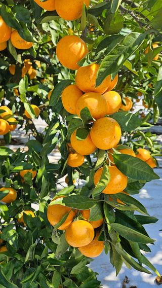 고강농원 강영자님의 작성글 사진