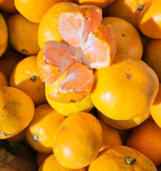 고강농원 강영자님의 작성글 사진