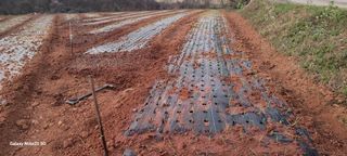 김동제님의 양파 · 영농일지 작성글 사진