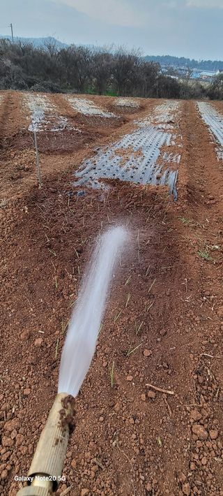 김동제님의 양파 · 영농일지 작성글 사진