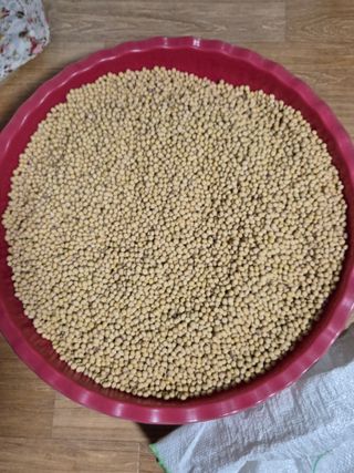 동부0079님의 콩 · 영농일지 작성글 사진