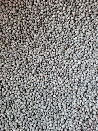 동부0079님의 콩 · 영농일지 작성글 사진