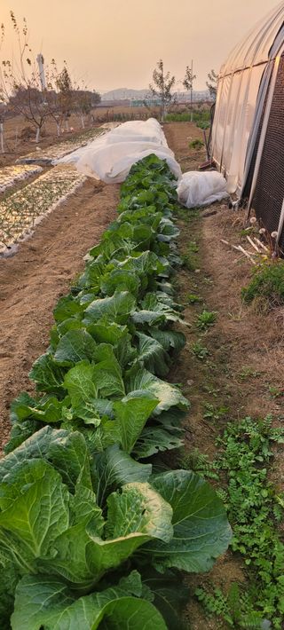 살구15128님의 배추 · 영농일지 작성글 사진
