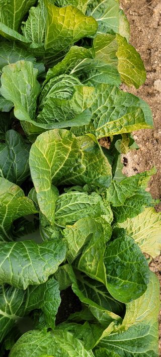 살구15128님의 배추 · 영농일지 작성글 사진