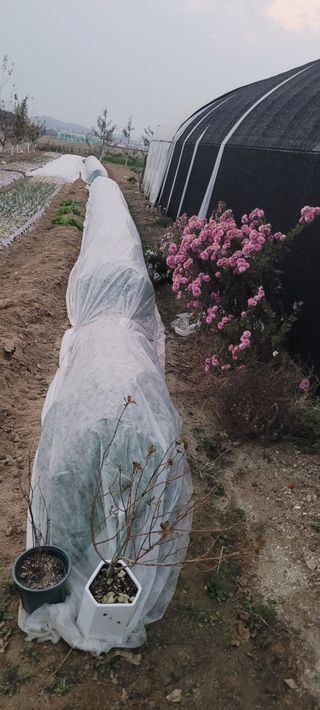 살구15128님의 배추 · 영농일지 작성글 사진