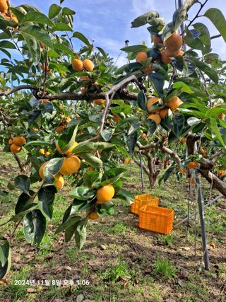 수선화30956님의 자유주제 · 자유게시판 작성글 사진