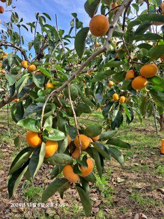 수선화30956님의 자유주제 · 자유게시판 작성글 사진
