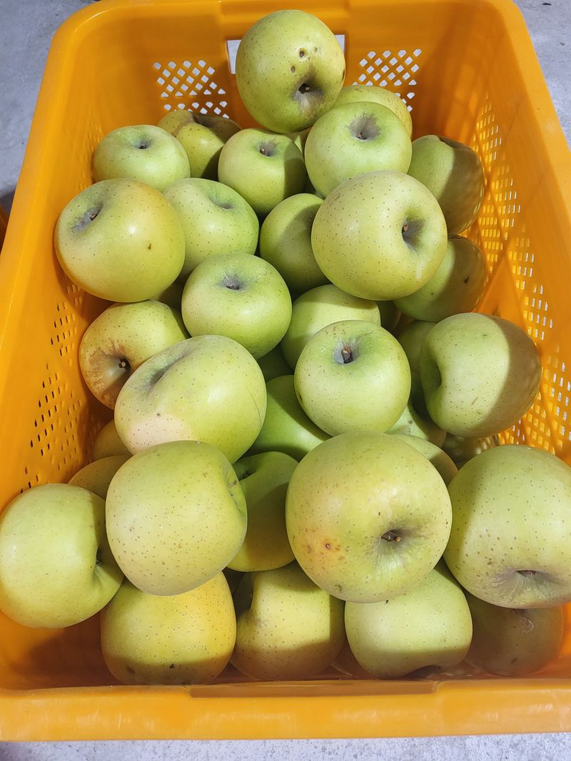 하늘아래사과나무님의 장터 판매 상품 [시나노 골드 낙과 쥬스용 10kg] 첨부 사진