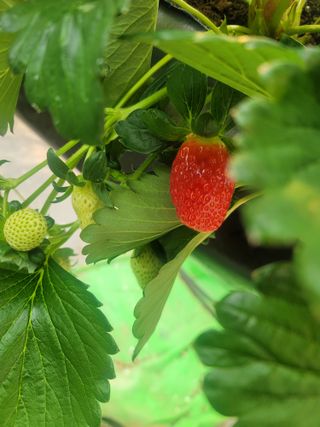 정정근님의 딸기 · 영농일지 작성글 사진