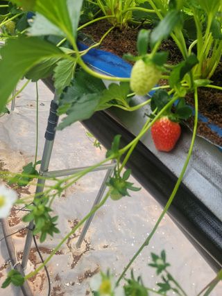 정정근님의 딸기 · 영농일지 작성글 사진