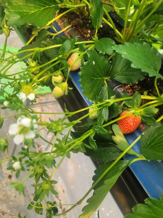 정정근님의 딸기 · 영농일지 작성글 사진