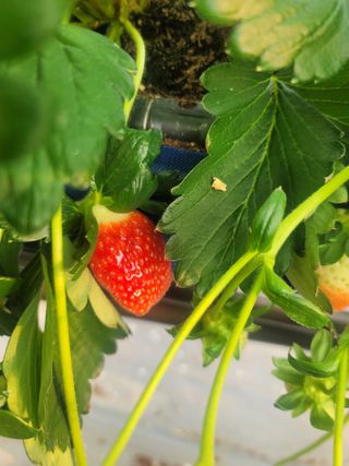 정정근님의 딸기 · 영농일지 작성글 사진