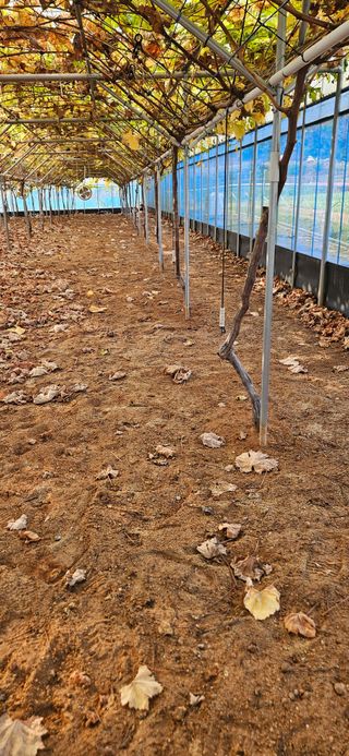 ♡ 예린농원 농장님의 자유주제 · 자유게시판 작성글 사진