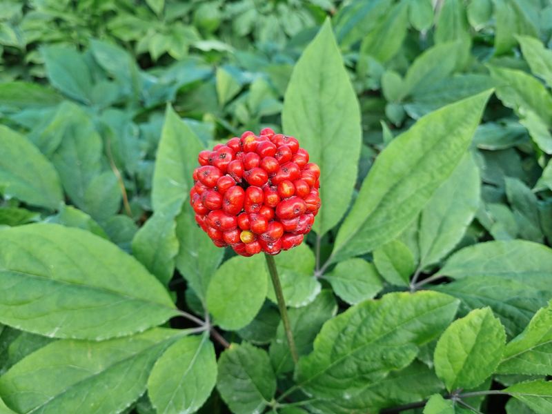 장터 상품 [인삼 씨앗  500g] 썸네일