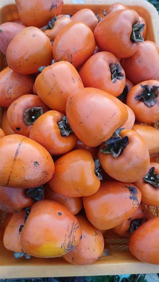 산골촌부님의 자유주제 · 자유게시판 작성글 사진