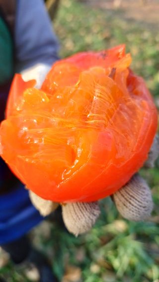 산골촌부님의 자유주제 · 자유게시판 작성글 사진