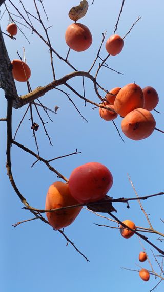 산골촌부님의 자유주제 · 자유게시판 작성글 사진