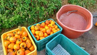 산골촌부님의 자유주제 · 자유게시판 작성글 사진