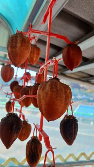 산골촌부님의 자유주제 · 자유게시판 작성글 사진