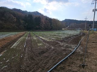 이재진님의 양파 · 자유게시판 작성글 사진