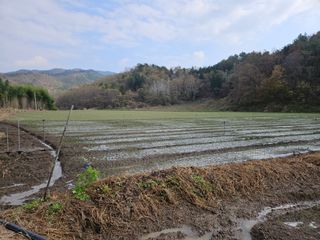 이재진님의 양파 · 자유게시판 작성글 사진