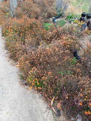 못내뜰애농원님의 자유주제 · 자유게시판 작성글 사진