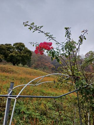 못내뜰애농원님의 자유주제 · 자유게시판 작성글 사진
