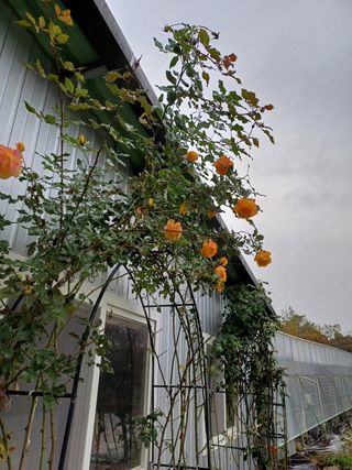 못내뜰애농원님의 자유주제 · 자유게시판 작성글 사진