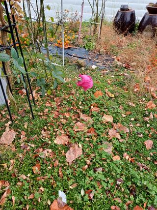 못내뜰애농원님의 자유주제 · 자유게시판 작성글 사진