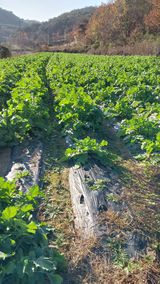 팜모닝 · 게시글 이미지