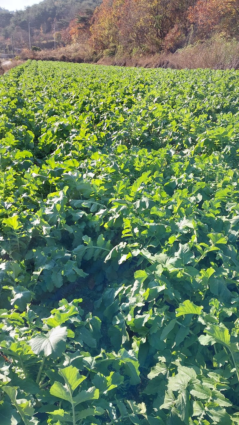 손경식드림농장님의 장터 판매 상품 [무우청10키로. 완판] 첨부 사진