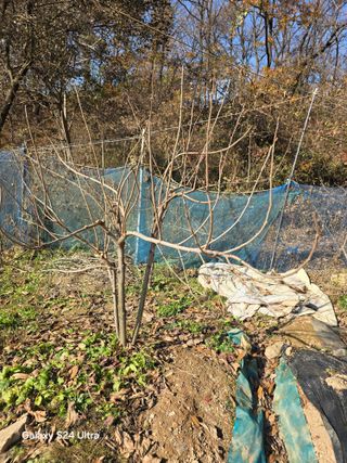 소병찬님의 농사, 무엇이든 물어보세요! · 참여글 작성글 사진