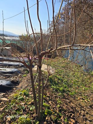 소병찬님의 농사, 무엇이든 물어보세요! · 참여글 작성글 사진